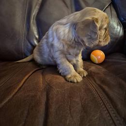 Cavalier King Charles Spaniel Puppies from Joanne Fish