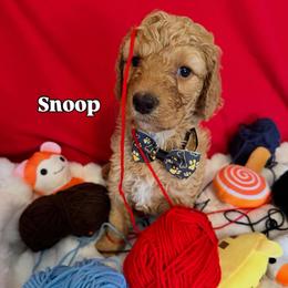 Snoop - Red  male Goldendoodle puppy in Cordova, Tennessee from TrueLine kennels