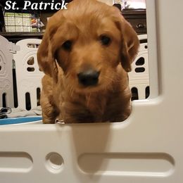 Goldendoodle Puppies from Kimber's Doodles