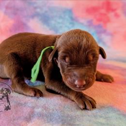 Male 3 - Green Collar - Red and rust male Doberman Pinscher puppy in Spencer, Indiana from Jackson's Dobermans