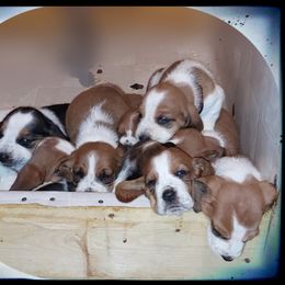 Basset Hound Puppies from Out Law Hounds Den