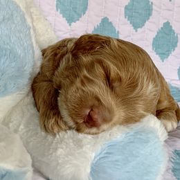 Australian Labradoodle Puppies from Charlotte Labradoodles