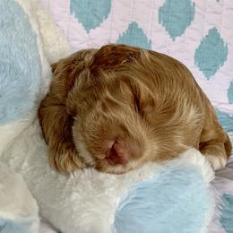 Australian Labradoodle Puppies from Charlotte Labradoodles