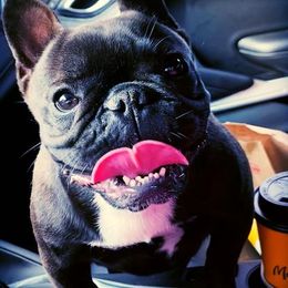 French Bulldogs from Candy Coated Canines
