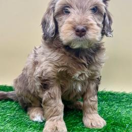 Tigger - Merle male Goldendoodle puppy in Hendersonville, North Carolina from Kim's Cove