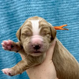 Girl 3 - female Goldendoodle puppy in Antelope, Oregon from High Desert Family Doodles