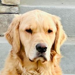 Maple - Golden Retriever
