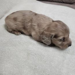 Apollo - Dapple male Dachshund puppy in Visalia, California from DachGraston Dachshunds