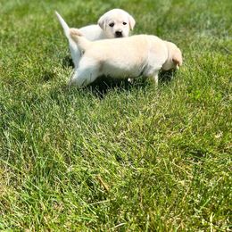 Dilute Retriever Puppies from BR Labradors, LLC