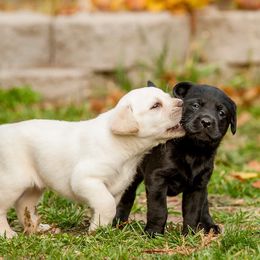 Labrador Retrievers from Sagehilllabradors