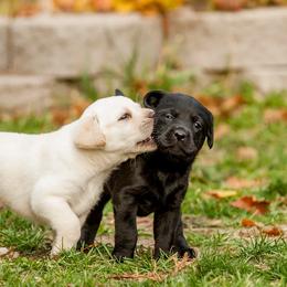 Labrador Retrievers from Sagehilllabradors