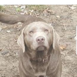 Bailey - Labrador Retriever