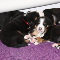 Greater Swiss Mountain Dog and Rottweiler Puppies from Cornerstone Kennels