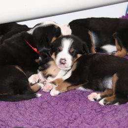 Greater Swiss Mountain Dog and Rottweiler Puppies from Cornerstone Kennels