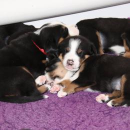 Greater Swiss Mountain Dog and Rottweiler Puppies from Cornerstone Kennels