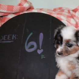Percy - Blue merle Miniature American Shepherd puppy in Meadows Of Dan, Virginia from Nashira