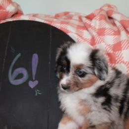 Percy - Blue merle Miniature American Shepherd puppy in Meadows Of Dan, Virginia from Nashira