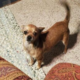 Chihuahuas and Toy Australian Shepherds from Glidwell Ranch