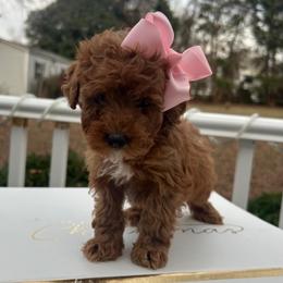 Ella - Red  female Goldendoodle puppy in Mint Hill, North Carolina from DoodleForever