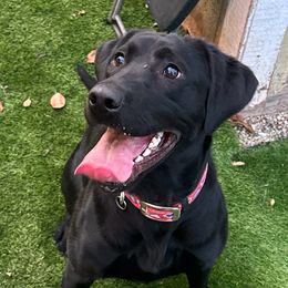 Sky - Labrador Retriever