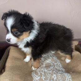 Petunia - Black tri female Miniature Australian Shepherd puppy in Tonasket, Washington from V5 Aussies