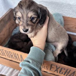 Dachshund Puppies from A Anchor Farm
