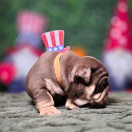 Duchess - Chocolate tri-color female Bulldog puppy in Burleson, Texas from Diamond Deluxx Frenchies