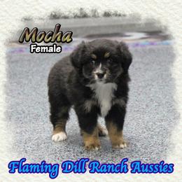 Mocha - Black tri female Toy Australian Shepherd puppy in Forestburg, Texas from Flaming Dill Ranch Aussies