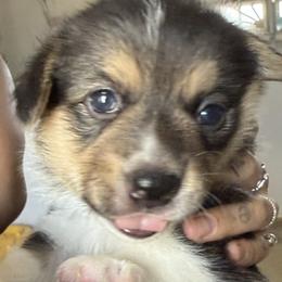 Mable - Black and tan female Pembroke Welsh Corgi puppy in Riverside, California from Four Aces Corgis