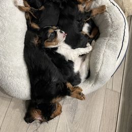 Cavalier King Charles Spaniel Puppies from Meant To Be Cavalier King Charles Spaniels
