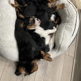 Cavalier King Charles Spaniel Puppies from Meant To Be Cavalier King Charles Spaniels