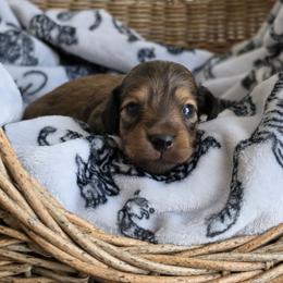 Billy - Cream male Dachshund puppy in Grants Pass, Oregon from Redwood Dachshunds