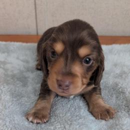 Bentley - Chocolate and tan male Dachshund puppy in Marshall, Texas from Wilson's Kennels