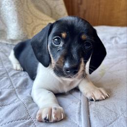 Finn - Piebald male Dachshund puppy in Aiken, South Carolina from State Eight Dachshunds