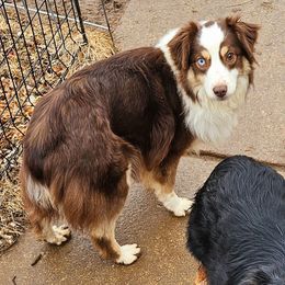 Lira - Miniature Australian Shepherd