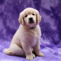 Golden Retriever Puppies from Goldens for You