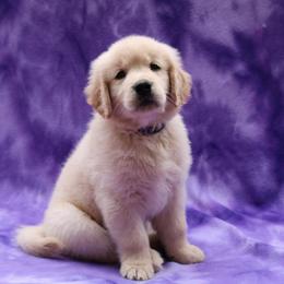 Golden Retriever Puppies from Goldens for You
