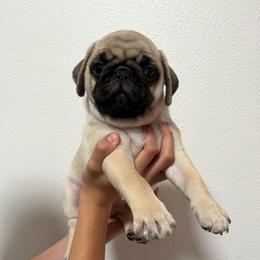 Crew - Fawn male Pug puppy in Glendale, Oregon from Azalea Pugs