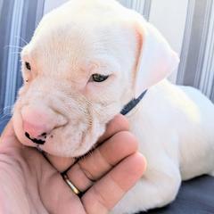 Boy 3 - Dogo Argentino puppy in Pueblo, Colorado from Palace Guard Dogos