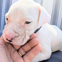 Boy 3 - Dogo Argentino puppy in Pueblo, Colorado from Palace Guard Dogos