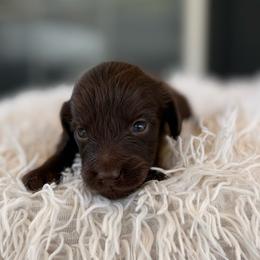 Boy 2 - Benjamin Bunny - Chocolate male Dachshund puppy in London, Kentucky from Steele Half Acre Homestead