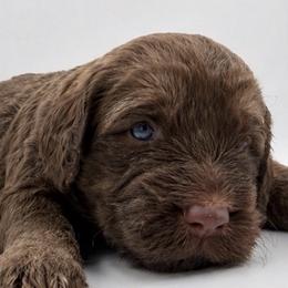 Maverick - Brown and white male Saint Berdoodle puppy in Beach, North Dakota from Badland St. Berdoodles LLC