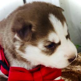 Remy - Red and white female Siberian Husky puppy in Atlanta, Georgia from Lobban Huskies