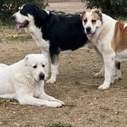 Central Asian Shepherd Dogs and Pembroke Welsh Corgis from Crazy 8 Corgis
