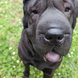 Chinese Shar-Pei All Grown Up from Eihpos Shar-Pei