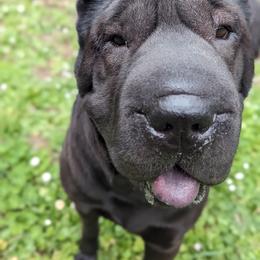 Chinese Shar-Pei All Grown Up from Eihpos Shar-Pei