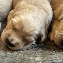 Golden Retriever Puppies from Lake Champlain Goldens