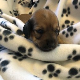 Male 2- orange collar - Cream male Dachshund puppy in Fostoria, Michigan from Jensen Dobermans and Dachshunds