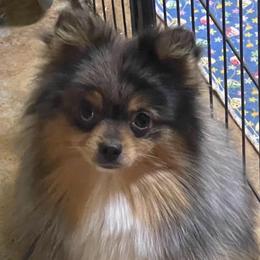 Dollar - Pomeranian