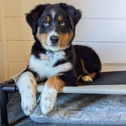 Zuko - Australian Shepherd